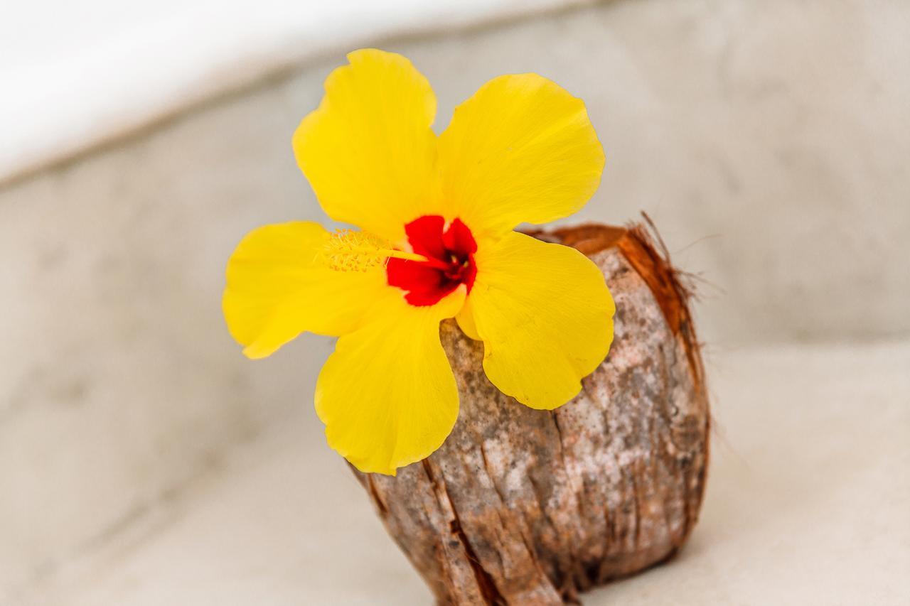 Coco Brasil Caraiva